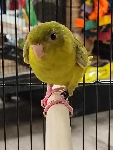 gray wing lineolated parakeet
