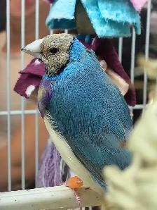 blue lady gouldian finches - Photo 2