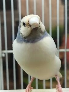 blue lady gouldian finches - Photo 3