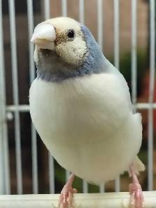 blue lady gouldian finches - Photo 4