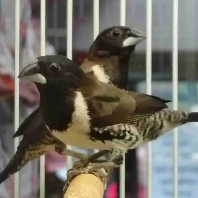 mannekin finches