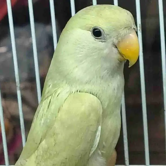 baby love bird