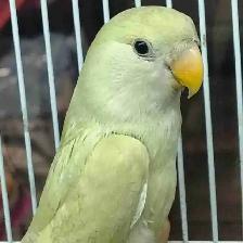 baby love bird