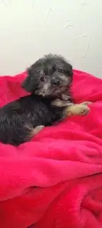 Puppies For Sale