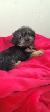 Puppies For Sale