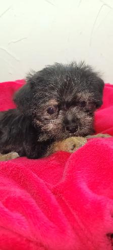 Puppies For Sale - Photo 2