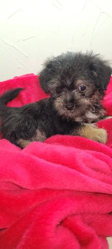 Puppies For Sale - Photo 3