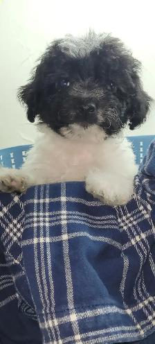 Puppies For Sale - Photo 4