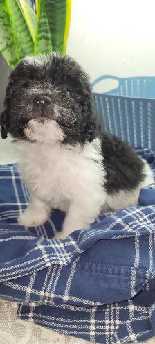 Puppies For Sale - Photo 5