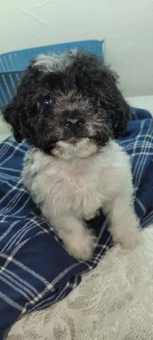 Puppies For Sale - Photo 6