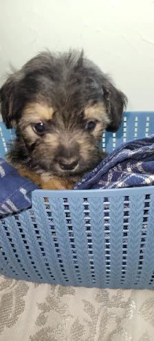 Puppies For Sale - Photo 7