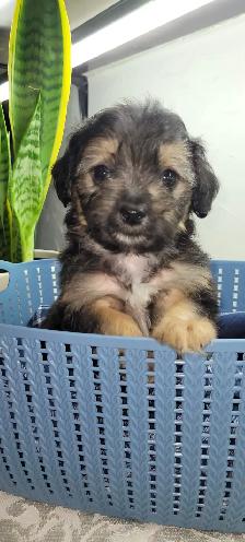 Puppies For Sale - Photo 8