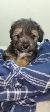 Puppies For Sale - Photo 9