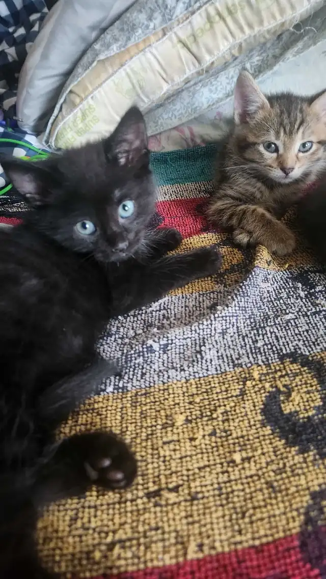 8 cute kittens