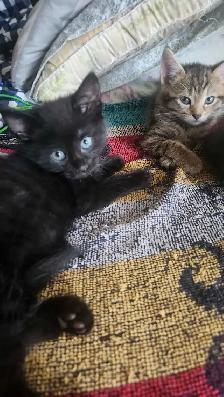 8 cute kittens