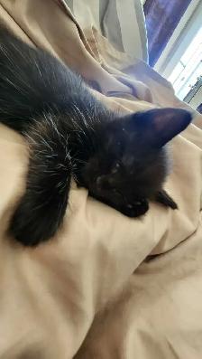 8 cute kittens - Photo 2