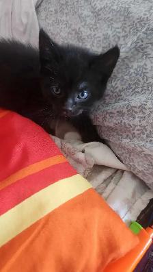 8 cute kittens - Photo 3
