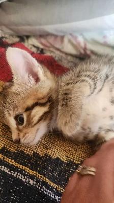 8 cute kittens - Photo 4
