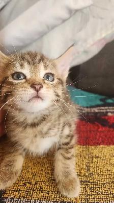 8 cute kittens - Photo 5