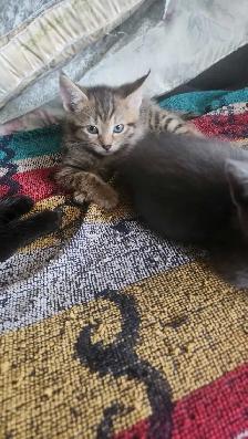 8 cute kittens - Photo 6