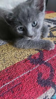 8 cute kittens - Photo 7