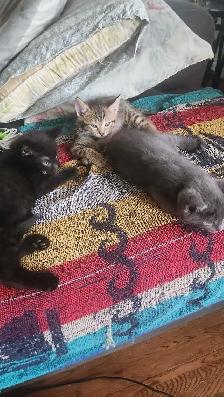 8 cute kittens - Photo 8