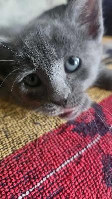 8 cute kittens - Photo 9