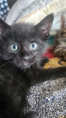 8 cute kittens - Photo 10