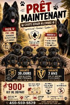 chiot berger allemand