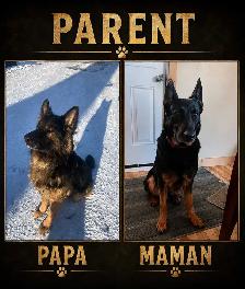 chiot berger allemand - Photo 2