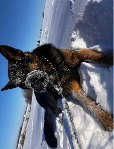 Berger Allemand - Photo 2