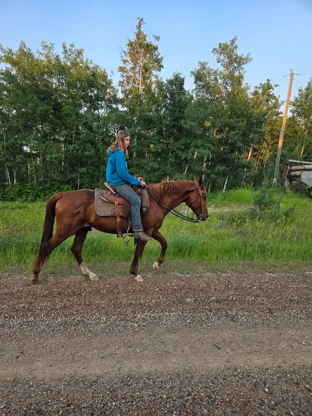 3 year old stud
