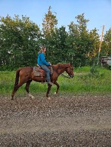 3 year old stud