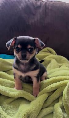 Chihuahua