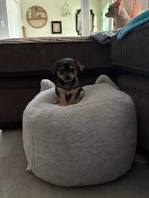 Chihuahua - Photo 2