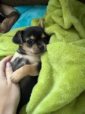 Chihuahua - Photo 3