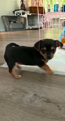 Chihuahua - Photo 4