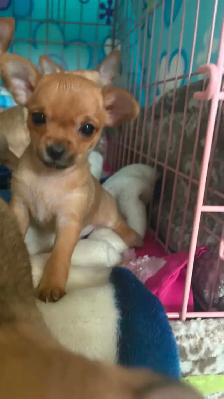 Chihuahua - Photo 5