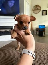 Chihuahua - Photo 6