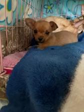 Chihuahua - Photo 7