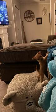 Chihuahua - Photo 8