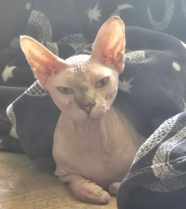 Sweet Sphynx Cat for re homing