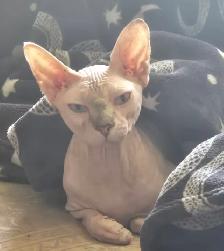 Sweet Sphynx Cat for re homing