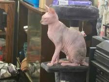 Sweet Sphynx Cat for re homing - Photo 4