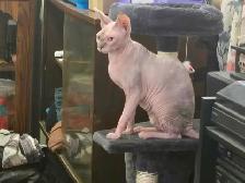Sweet Sphynx Cat for re homing - Photo 5