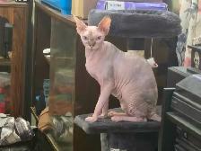 Sweet Sphynx Cat for re homing - Photo 6
