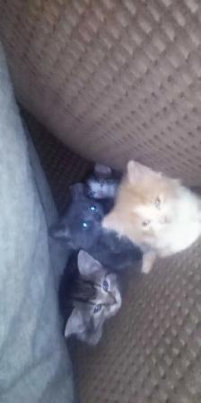 Sweet Kittens