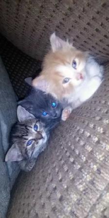 Sweet Kittens - Photo 2