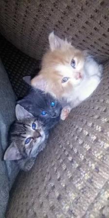 Sweet Kittens - Photo 3