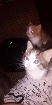 Sweet Kittens - Photo 4